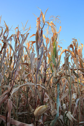 ũ�������׵�