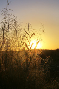 ��Ұ��԰�ճ�����