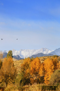 ѩɽ���ַ���