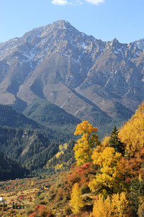 ѩɽ�µĽ�ɫɭ��