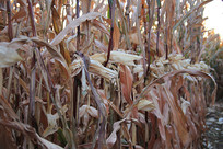 ���װ���ׯ�ڵ�