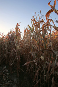 ���׵س�����