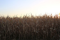 ���׵س�����