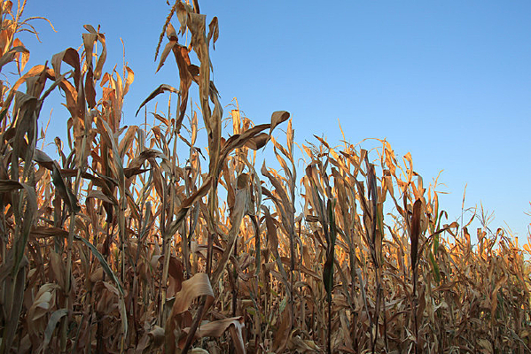 ���׵س���