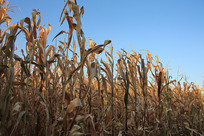 ���׵س���