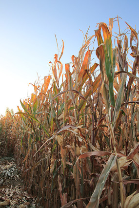 ���׵�ׯ��