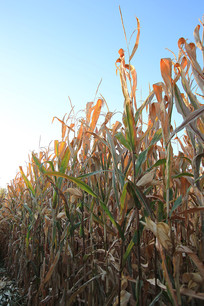 ���׸�����