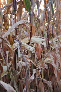 ׯ�ڵ�������װ���