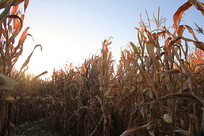 ׯ�ڵ����׵�