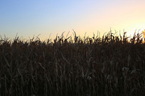 ׯ�ڵ����׵��ճ�