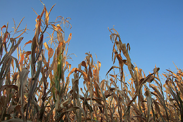 ׯ�����׵�