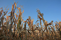 ׯ�����׵�