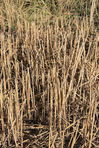 �ո���ׯ���ո���ׯ��