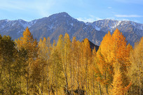 ѩɽ�µĽ�ɫ����