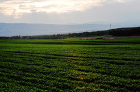 �����̲�