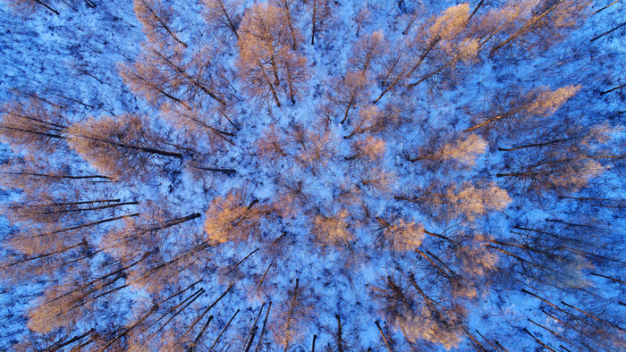 ����ѩԭ������