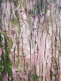 ��Ƥ��Ӱ�ز�