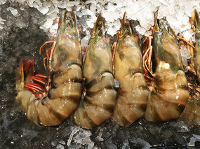 ������Ϻ