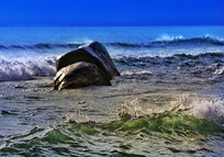 ѿׯ������