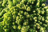 ������ɫ�ֺ�����