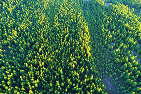 ������ɫ����