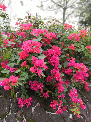 ���޵ĺ�ɫ�նž�