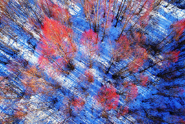 ���ı�ѩ����