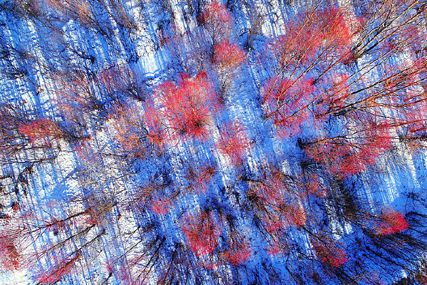 ���ĺ�����ѩ���