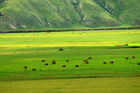 ��ԭ���ݲ�������