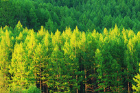 ���˰�����ɫɭ��