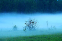 ���˰���ɭ��ҹ�� 