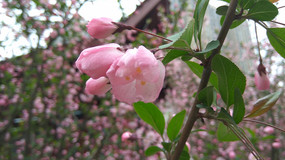 ��ӣ��΢��