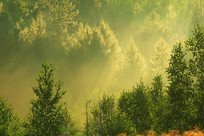 ï��ɭ�������������