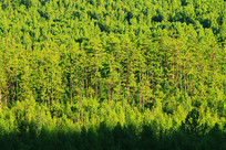 ï�����־���