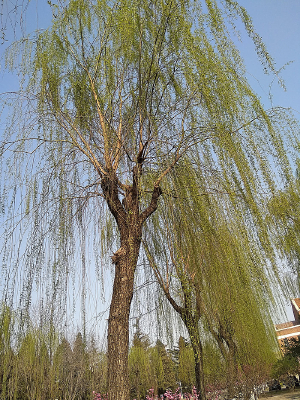 �紺�Ĵ���