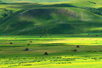 ֲ����ï��ԭҰ����