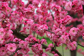 ��÷÷������