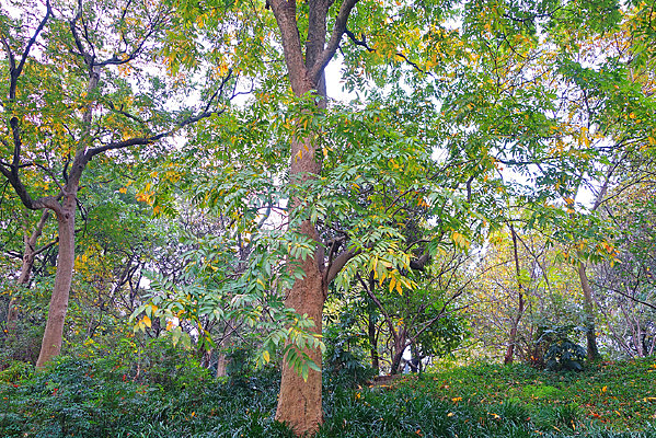 �������չȴ����������ɫ���� 