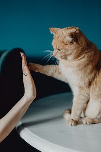 �����˻��Ƶ�Сè