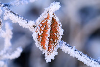 ������Ҷ