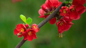 ʢ���ĺ��Ļ�