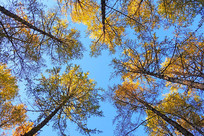 ������ɫ 