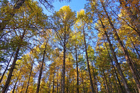 ������ɫ 