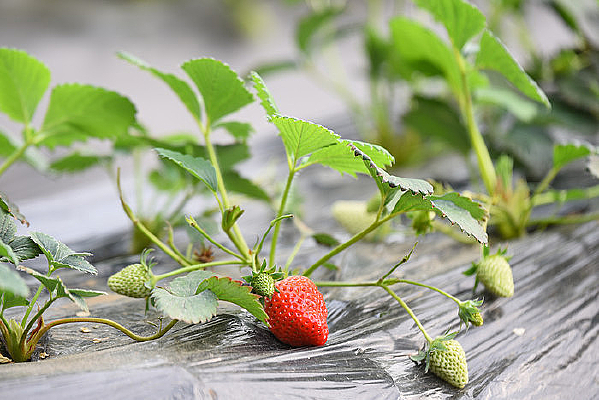 �����Ĳ�ݮ