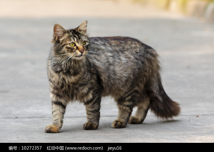 威武霸气的长毛虎斑猫图片