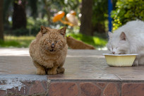 �����������è