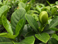 ��Ҷ��·����