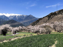 ������֥��԰��Ӱ