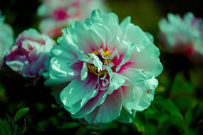 Ư����ĵ����