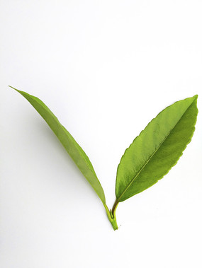 ��Ƭ����Ҷ